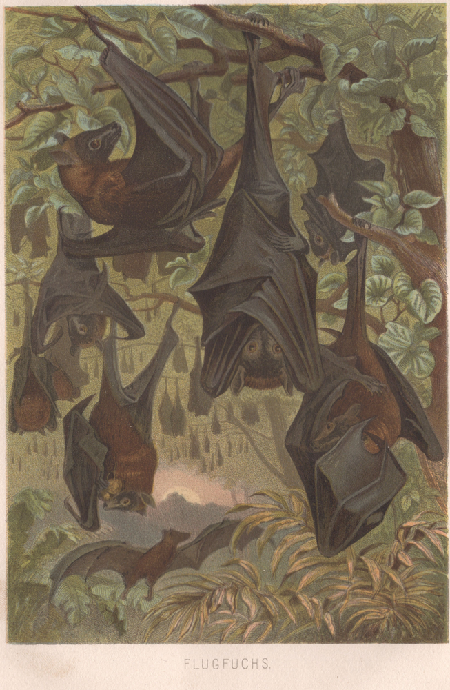 1883 Brehms Thierleben Chromolithograph Flying Foxes Bats Original Color Plate