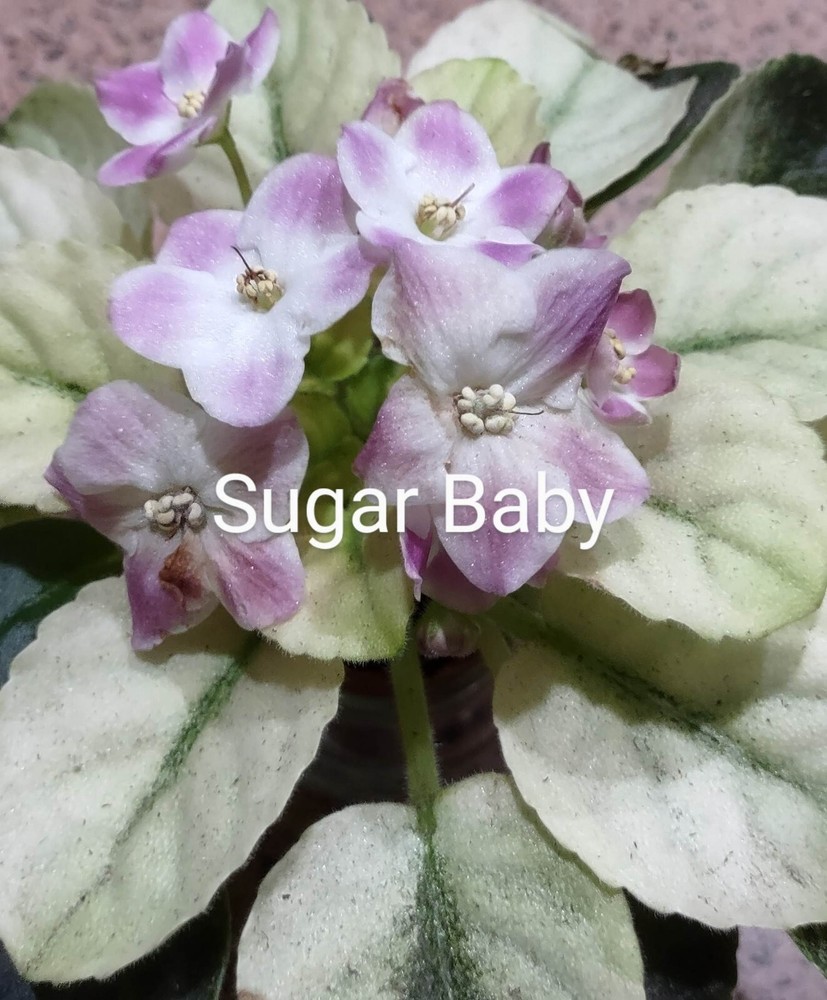 African Violet LEAF POT - SUGAR BABY miniature