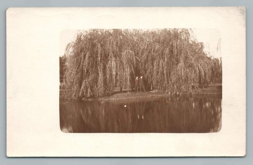 Vintage 1910s RPPC Real Photo Postcard of Men Under Weeping Willow