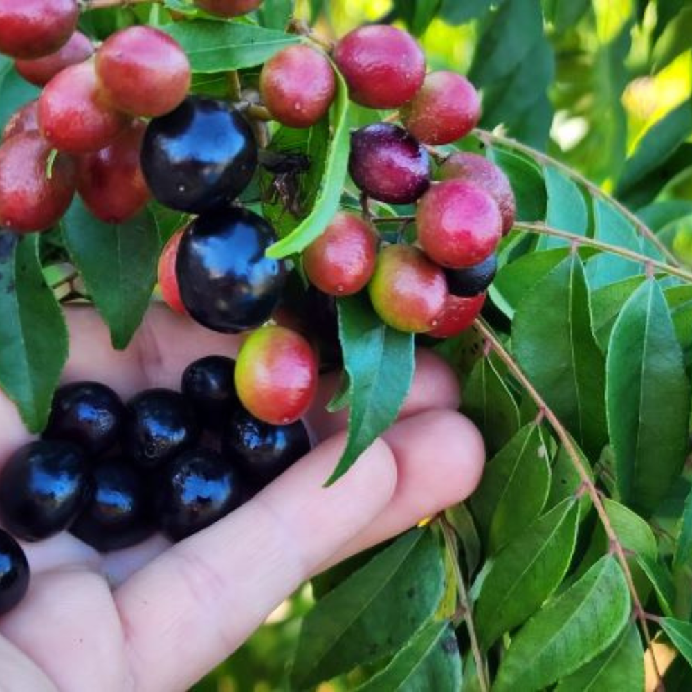 Indian Kadi Patta Seeds for Planting Curry Leaves Murraya Organic Sweet Neem 50+