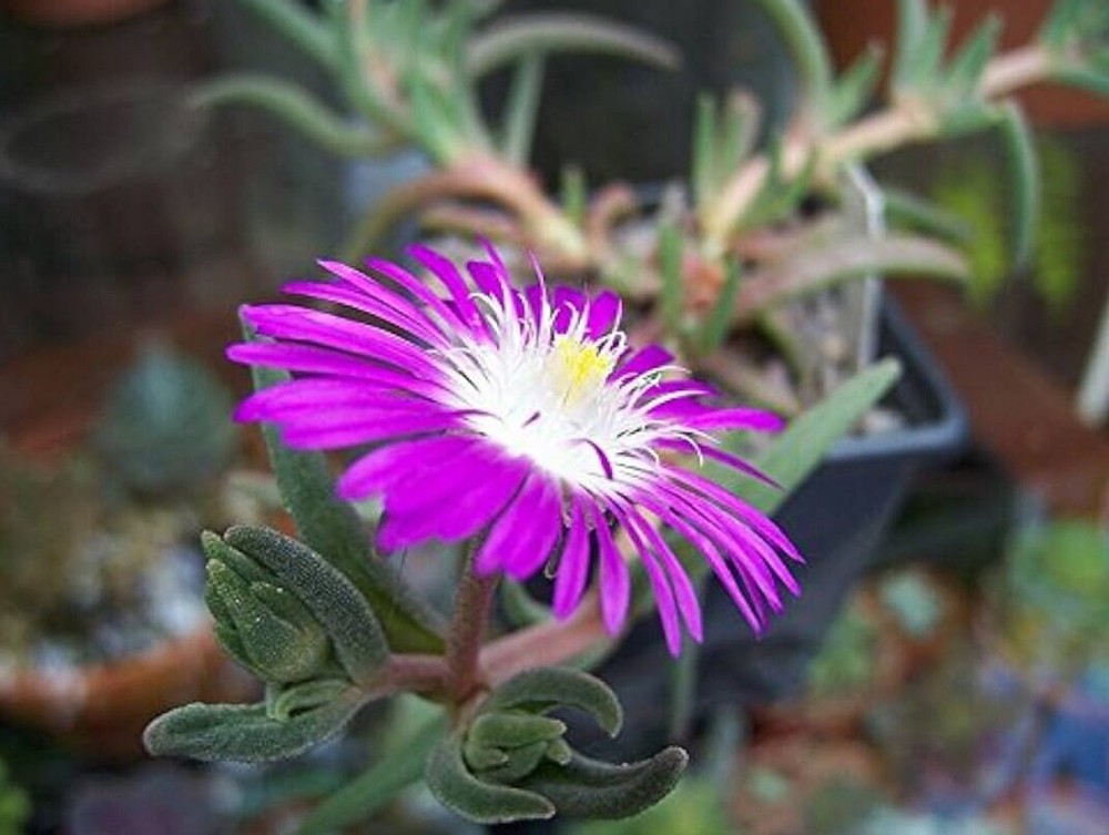 20 Ice plant drought resistant flower seeds for spring summer pink Yellow White