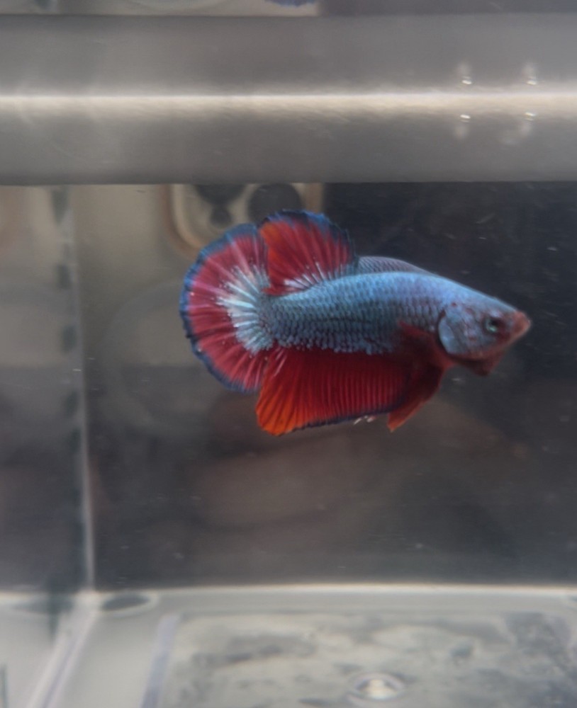 Betta Plakat Fighter Fish for Aquariums
