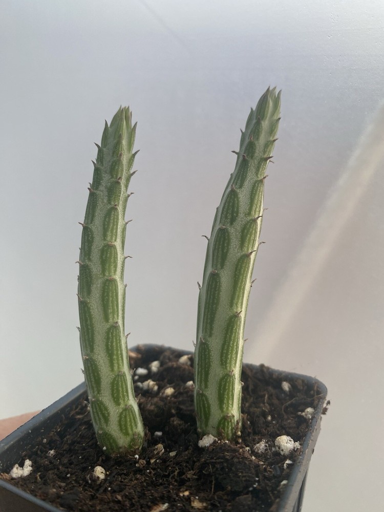 Kleiniia senecio stepiliformis succulent pickle plant 2 rooted Cuttings