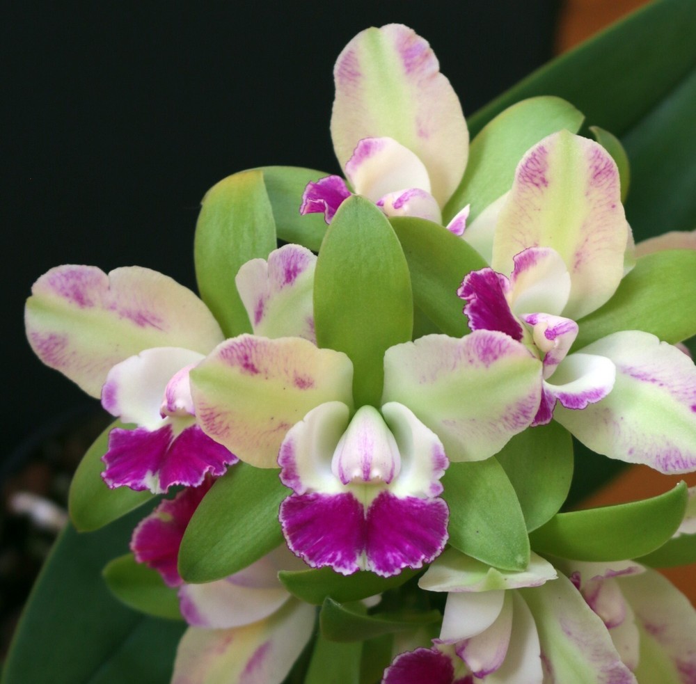 ( 31-1)Rlc.Yen Corona 'Green Genie'     young plant