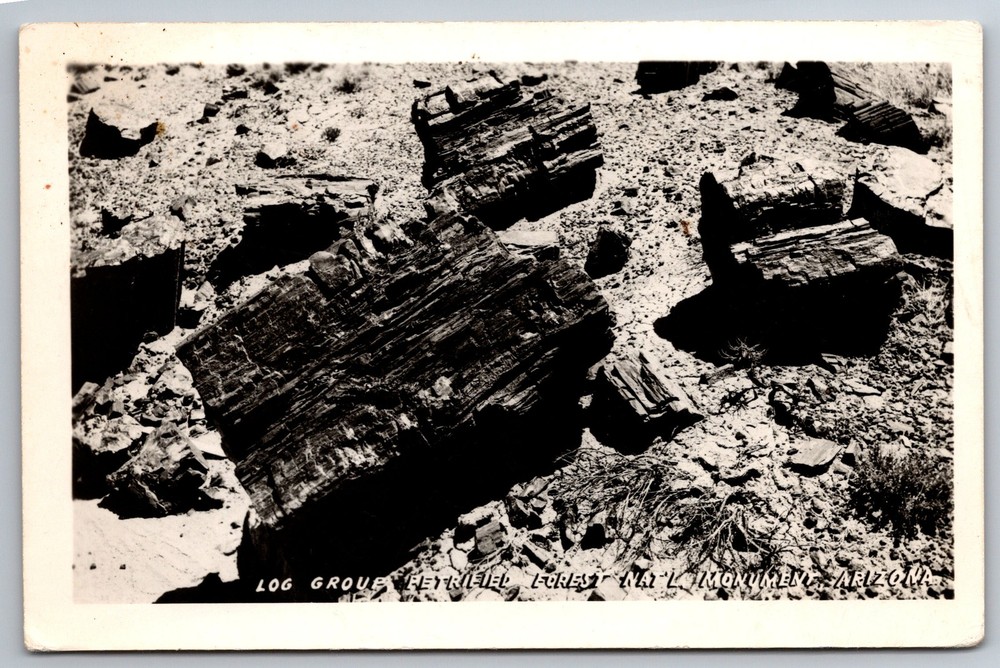 RPPC Log Group Petrified Forest Nat'l Monument Arizona C1930s Postcard Z6