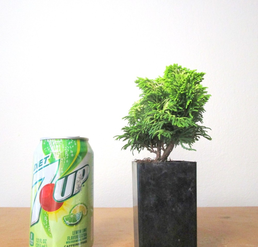 Dwarf Golden Cypress Mame Shohin Bonsai Tree Multiple Listing