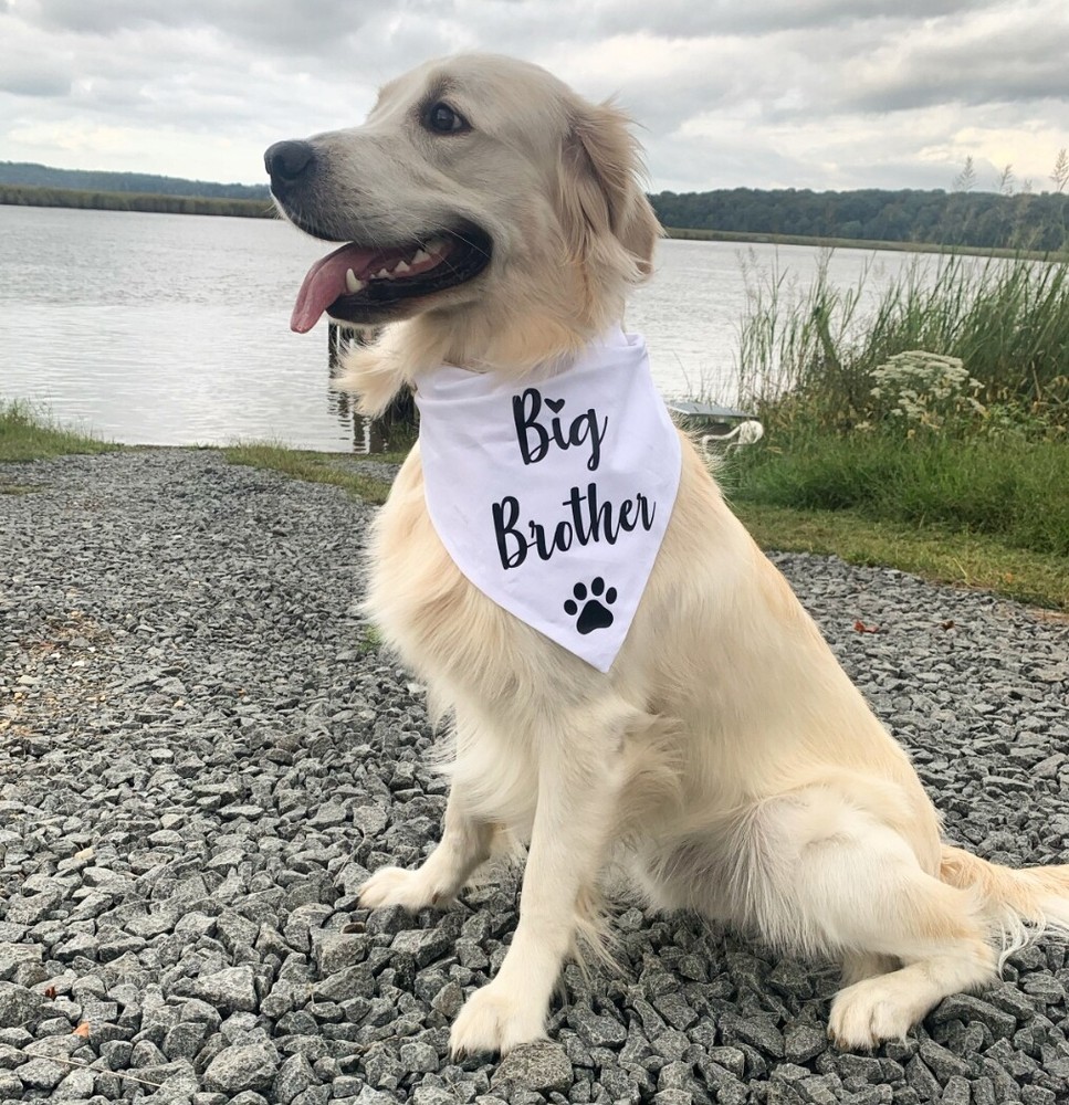 Big Brother Big Sister Dog Bandana, Pregnancy Announcement Photos New Puppy Gift