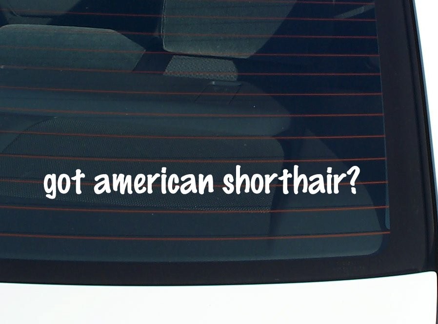 American Shorthair Cat Lover Car Decal Funny Vinyl Bumper Sticker
