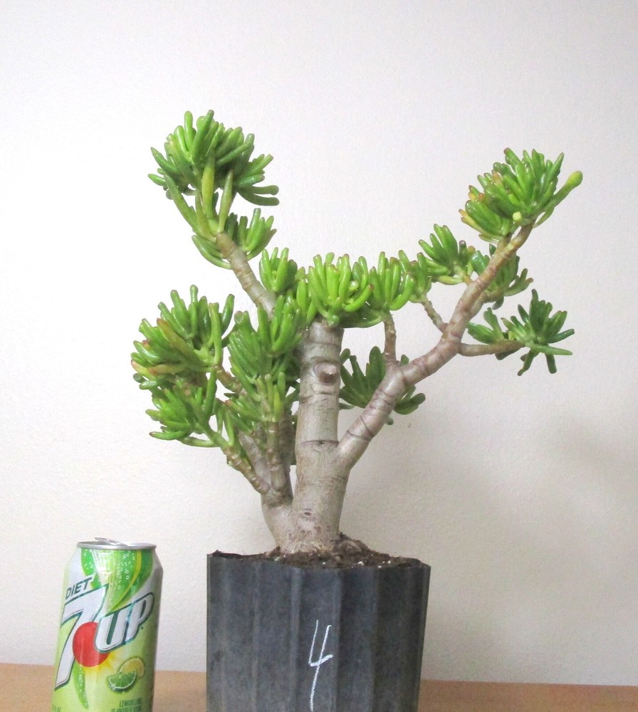 Big Jade Gollum Crassula thick trunk shohin mame bonsai tree #4