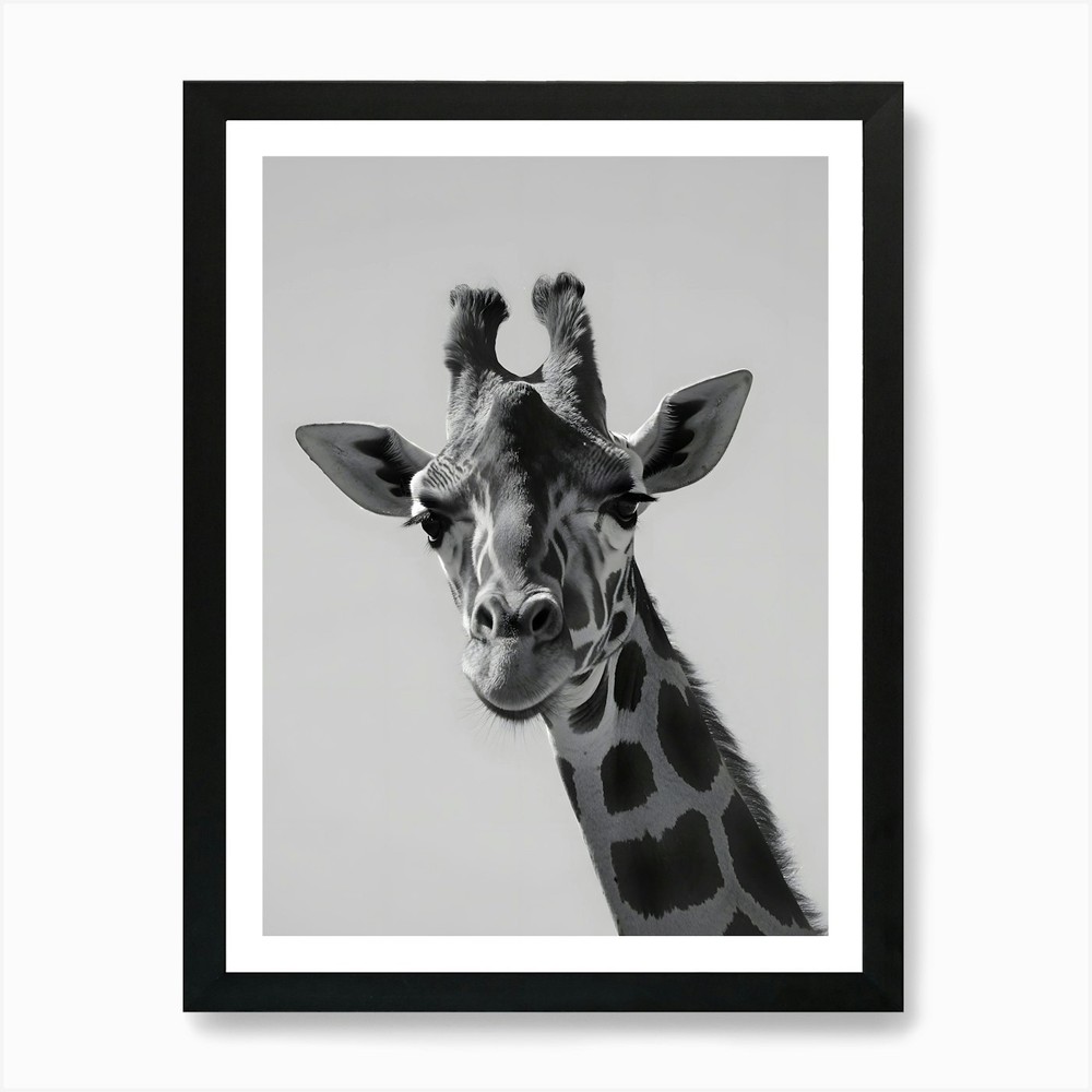 Black and White Giraffe Portrait –  Framed Wall Art Poster Canvas Print Picture
