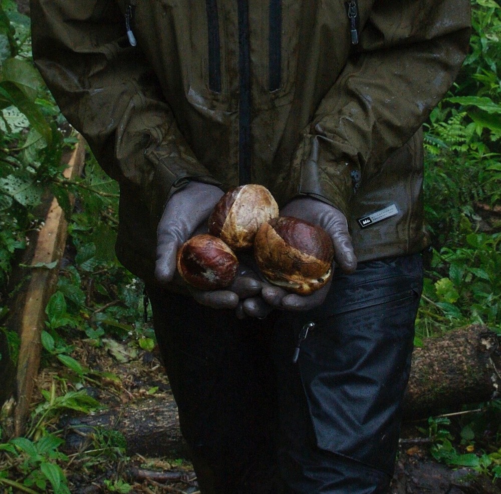 Aesculus wangii Seed