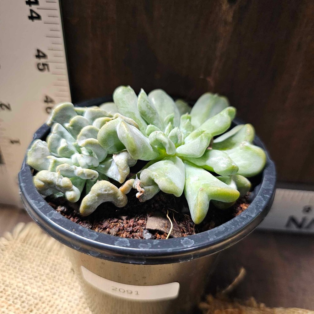 Echeveria Runyoniii 'Topsy Turvy' in a 4