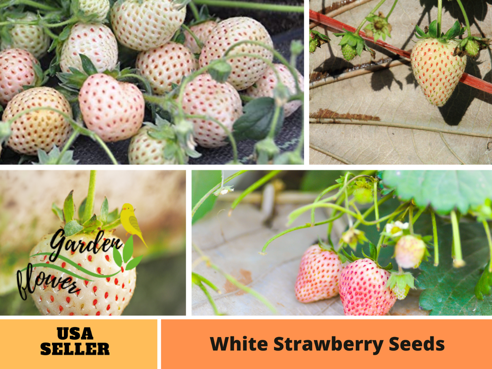 110 seeds| White strawberry Fruit seeds #5007