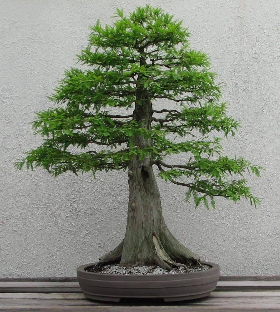 10 Bald Cypress, bonsai, seeds conifer, tree, spring indoors, outdoors, plant.