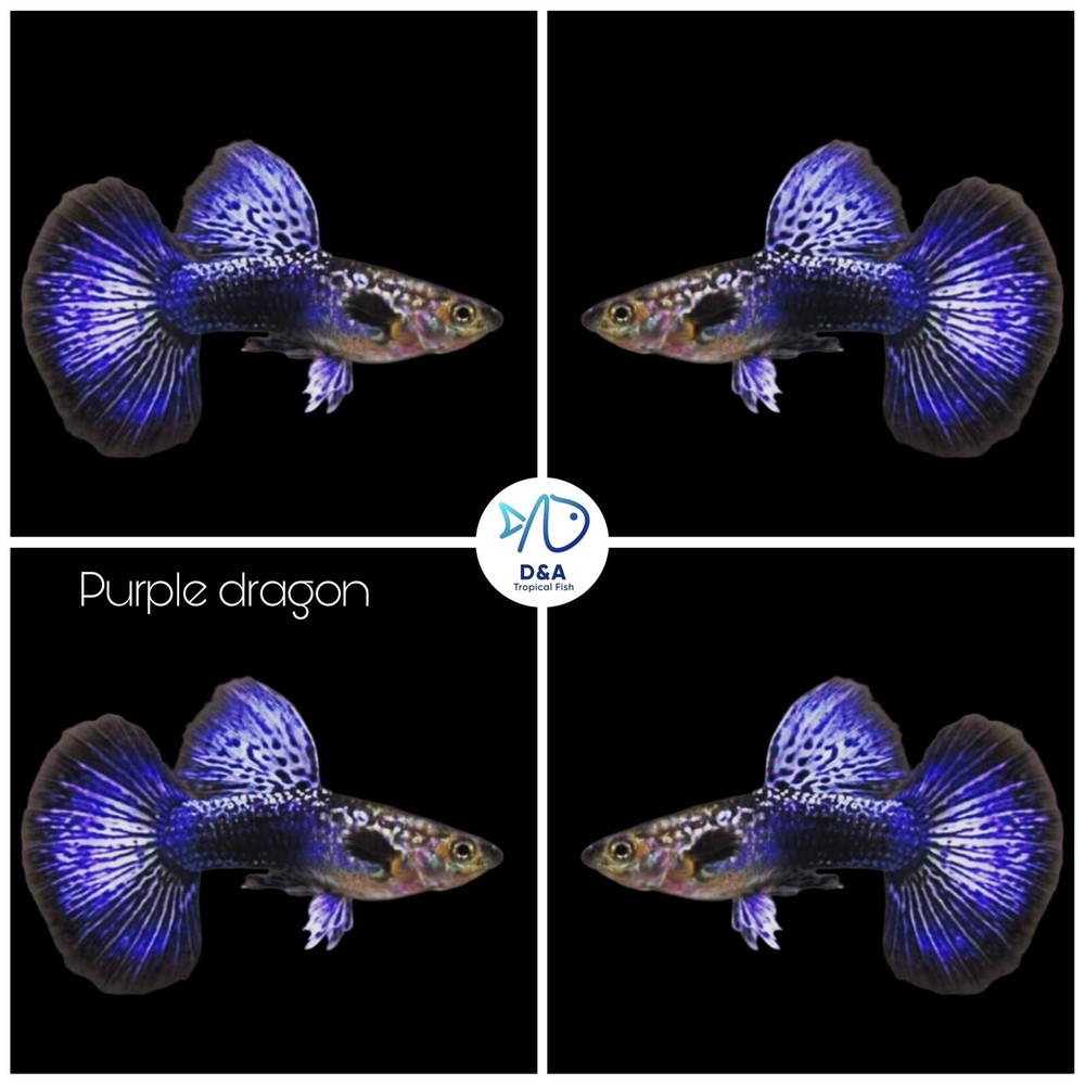 1 Trio - Live Aquarium Guppy Fish High Quality - Purple Dragon HM - USA SELLER
