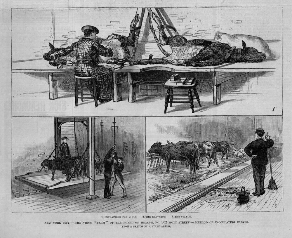 VIRUS FARM OF THE BOARD OF HEALTH MOTT STREET METHOD OF INOCULATING CALVES VIRUS