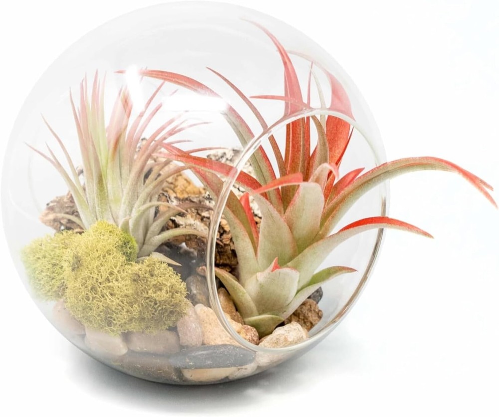 Large Glass Terrarium Kit with Air Plants for Indoor Outdoor Decor