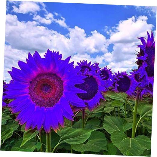 Sunflower Seeds to Plant Purple Sunflower Seeds Ornamental Plant Home Garden