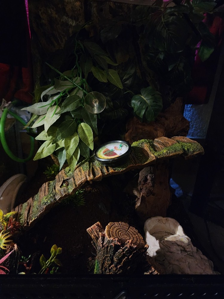 Complete tree frog habitat kit with all essential accessories included