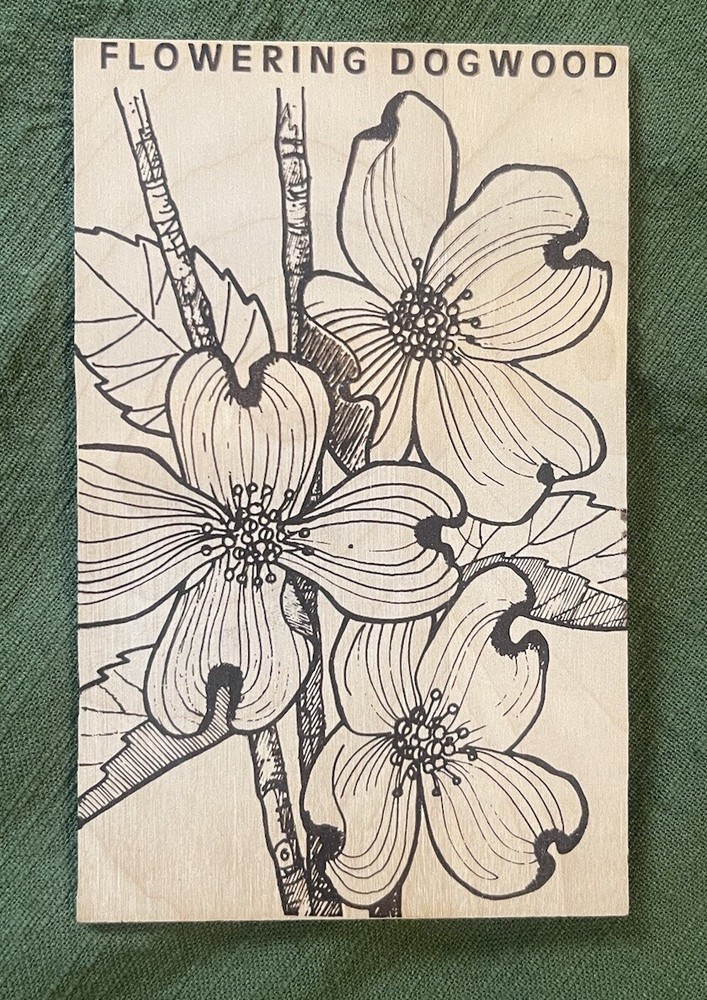Vintage Wood Postcard - Flowering Dogwood - The Button Tree - New