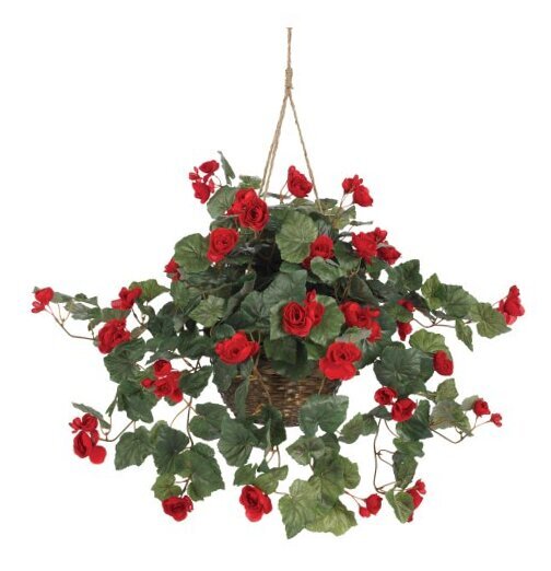 Colorful Begonia Hanging Basket for Shade Gardens