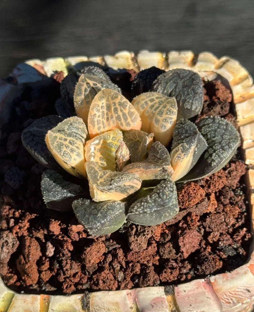 Succulent live plant Haworthia Mordor Office plant Live Plant Home decor Plant