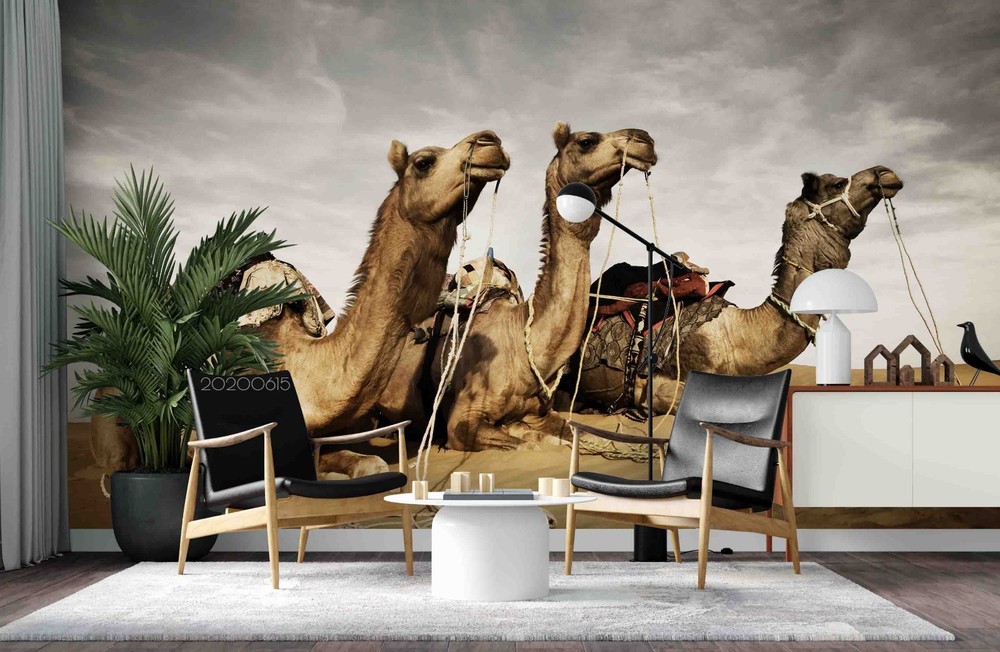 3D Desert Camel Close-up Wall Murals Wallpaper Murals Wall Sticker
