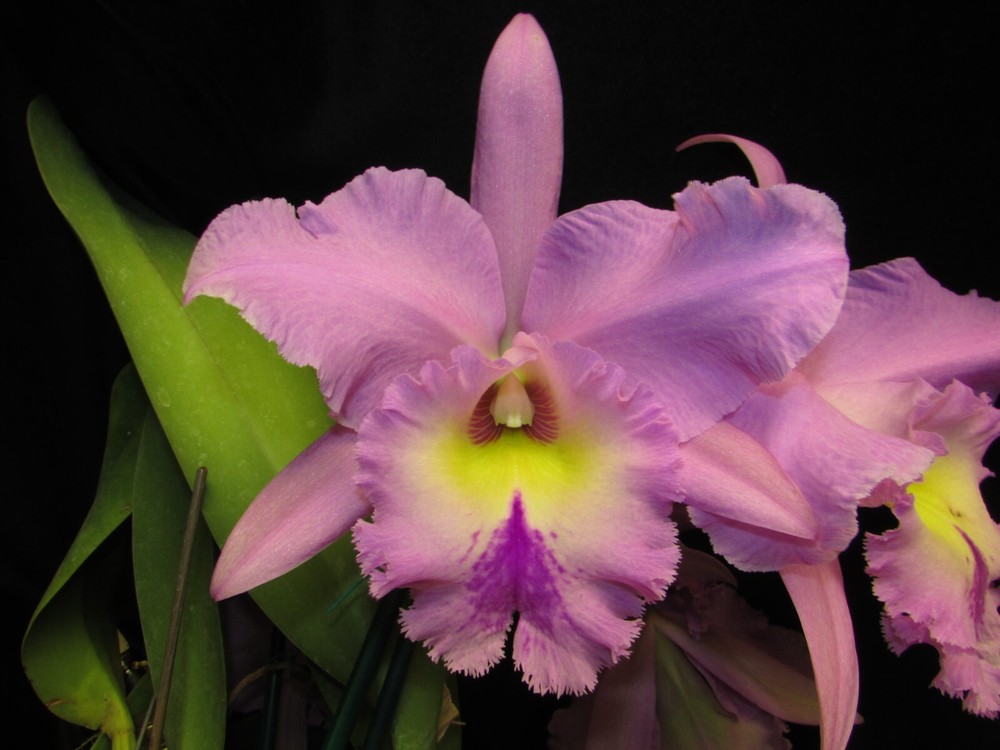 Bc. Willis Harrington RARE cattleya orchid DIVISION Large flowers