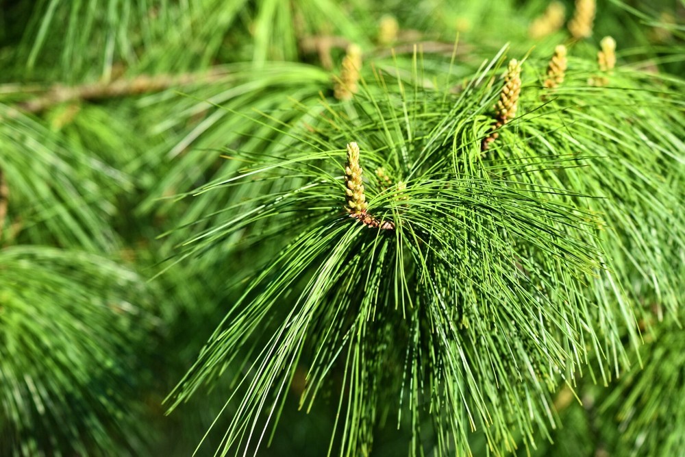 10 Himalayan Pine Tree Seeds - Long Needles Bonsai Growing Kit