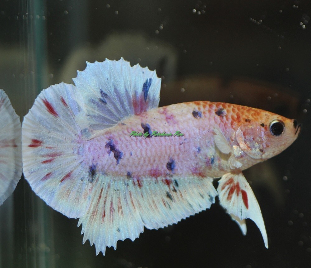 Live betta fish Fancy hmpk male P02 ship from Thailand.