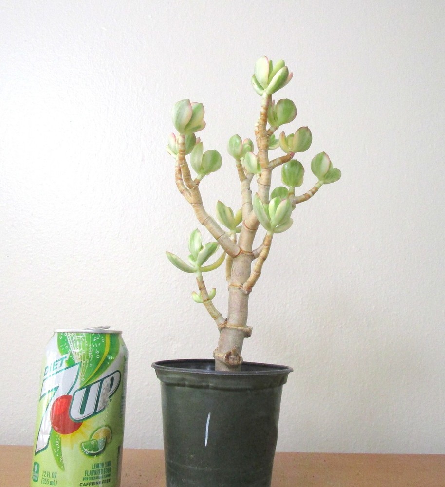 Variegated Jade Crassula plants for shohin mame bonsai tree #1