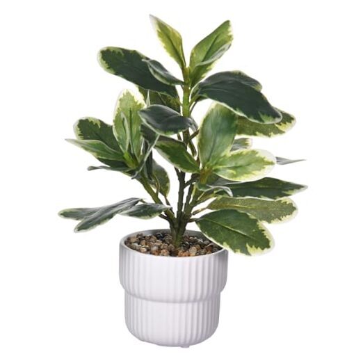 Artificial Potted Rubber Plant with White Ceramic Pot Variegated Rubber 11