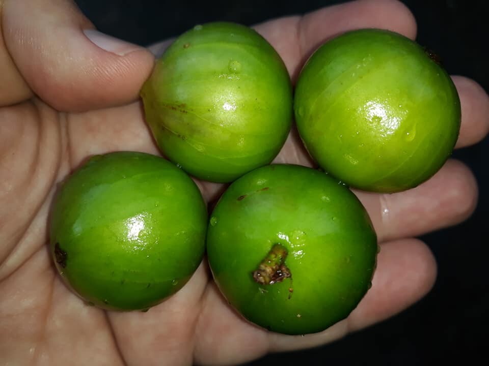 Plinia Aureana - Branca Mel Jaboticaba - White Honey - 1 YR OLD