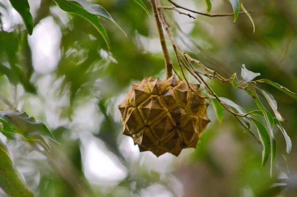 Duguetia Salicifolia