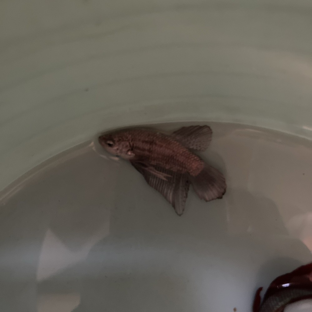 Betta Dragon Fish for Your Aquarium