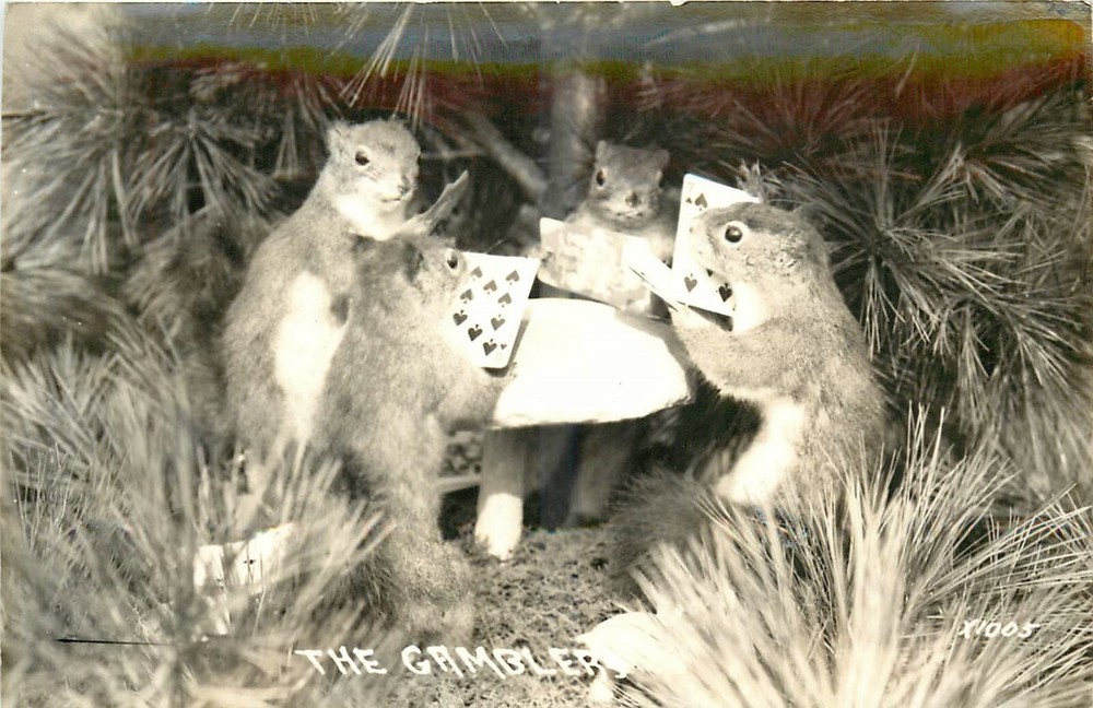 1944 Squirrels playing cards gambling Postcard 25-2011