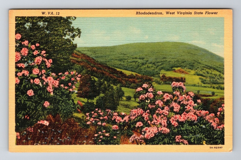 WV-West Virginia, Rhododendron, State Flower, Vintage Postcard