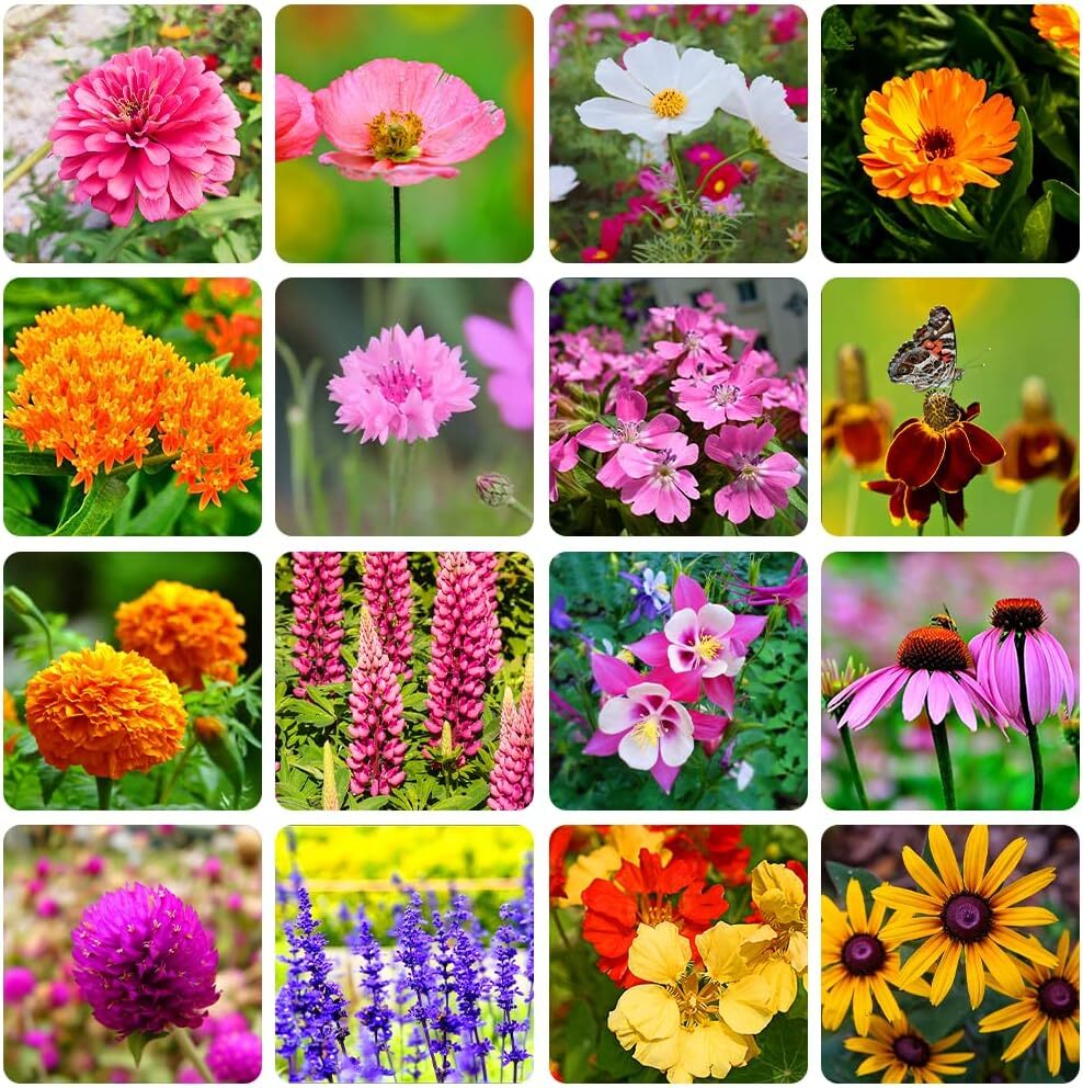 10000+ Perennial Mix Wildflower Seeds 16 Assorted Varieties of Heirloom