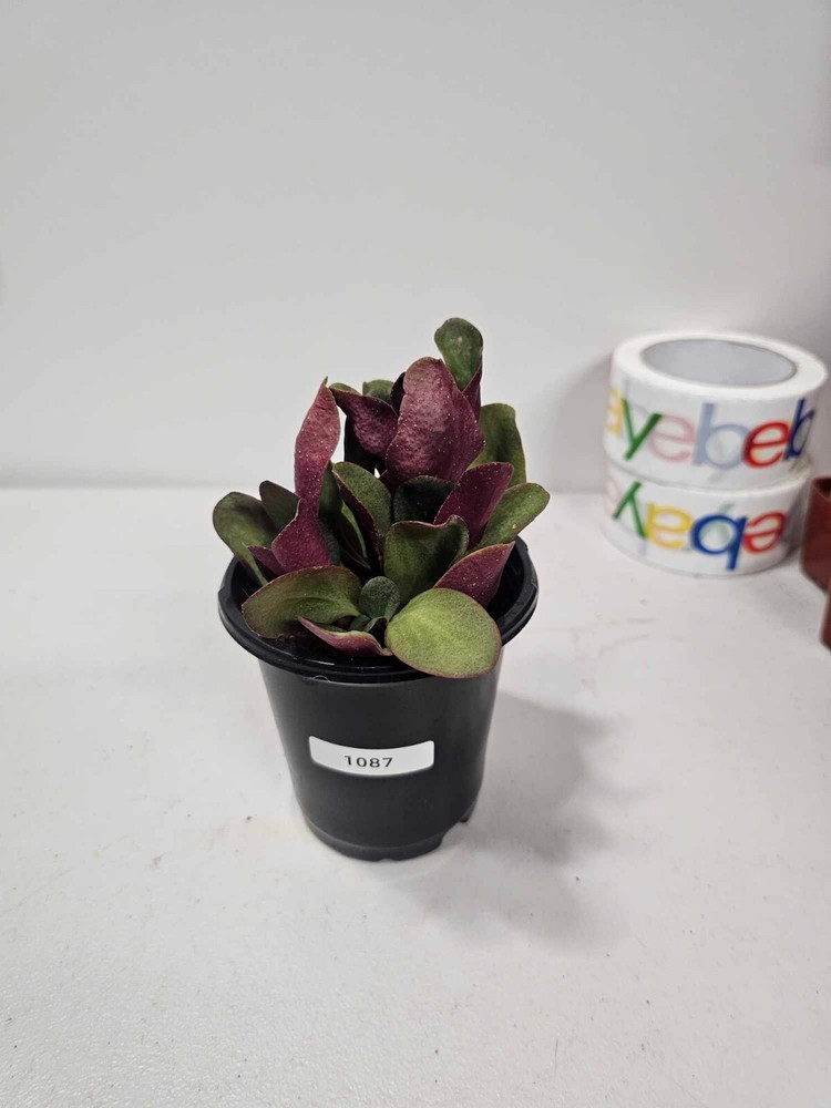 Crassula streyi 'Pondo Cliff' - Cutting w/ 4