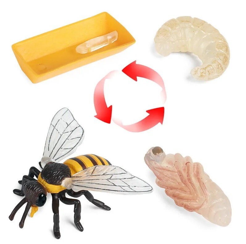 Life Cycle Bee Insect Set Animal Toy PVC Action Figure Doll Kids Toys Party Gift