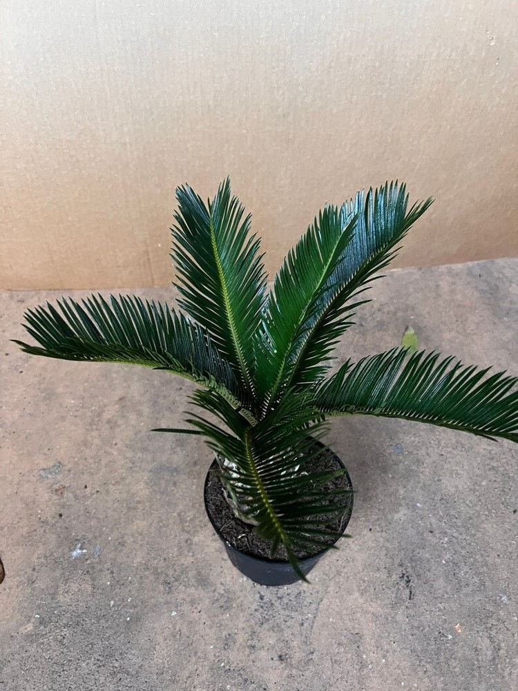 King Sago Palm in 6