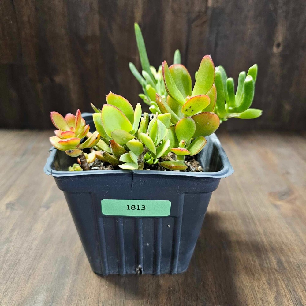 Assorted Succulent - Rooted in a 4