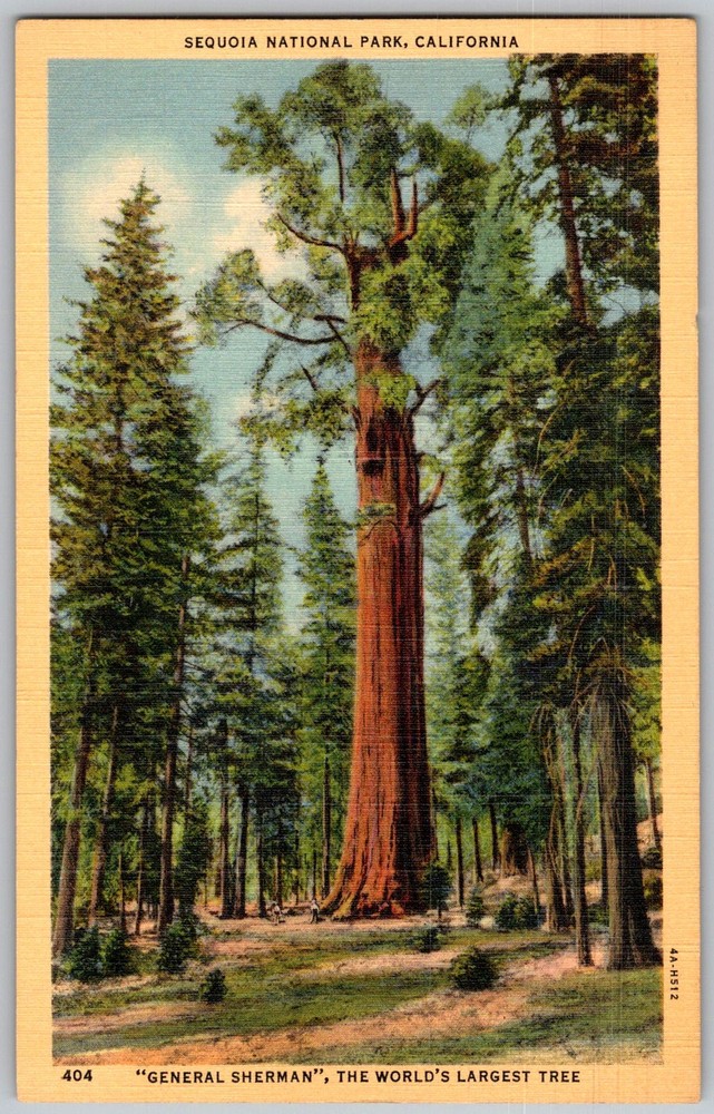 Vtg Linen Postcard General Sherman Sequoia National Park, CA 1930s
