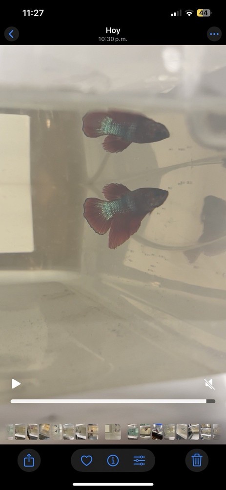 Fancy Plakat Betta Fish for Sale