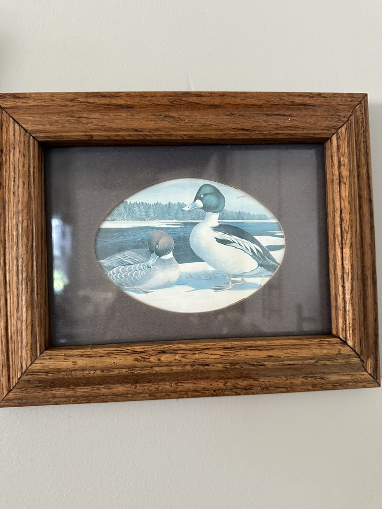 Framed & Matted A.J. Rudisill American Golden Eye Duck Picture 16 3/8 X 14 3/8