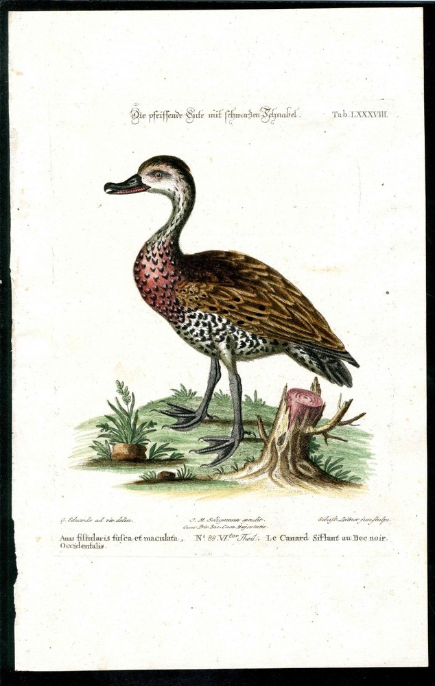 1768 George Edwards Original Bird Print Seligmann Engraving Whistling Duck