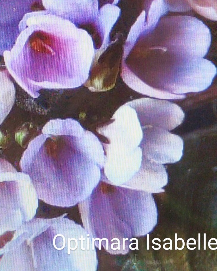 African Violet LEAF POT - OPTIMARA ISABELLE standard