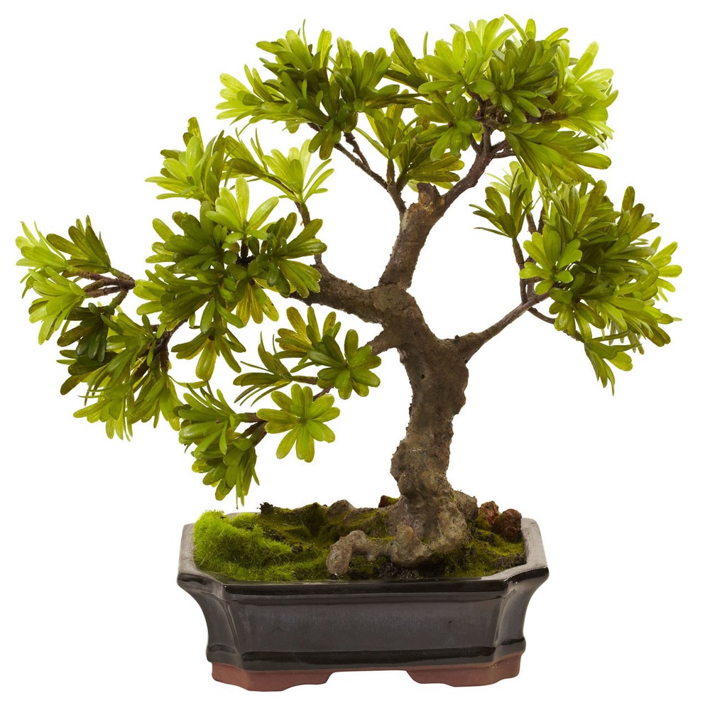 14 Inch Podocarpus Bonsai Tree in Moss-Covered Planter