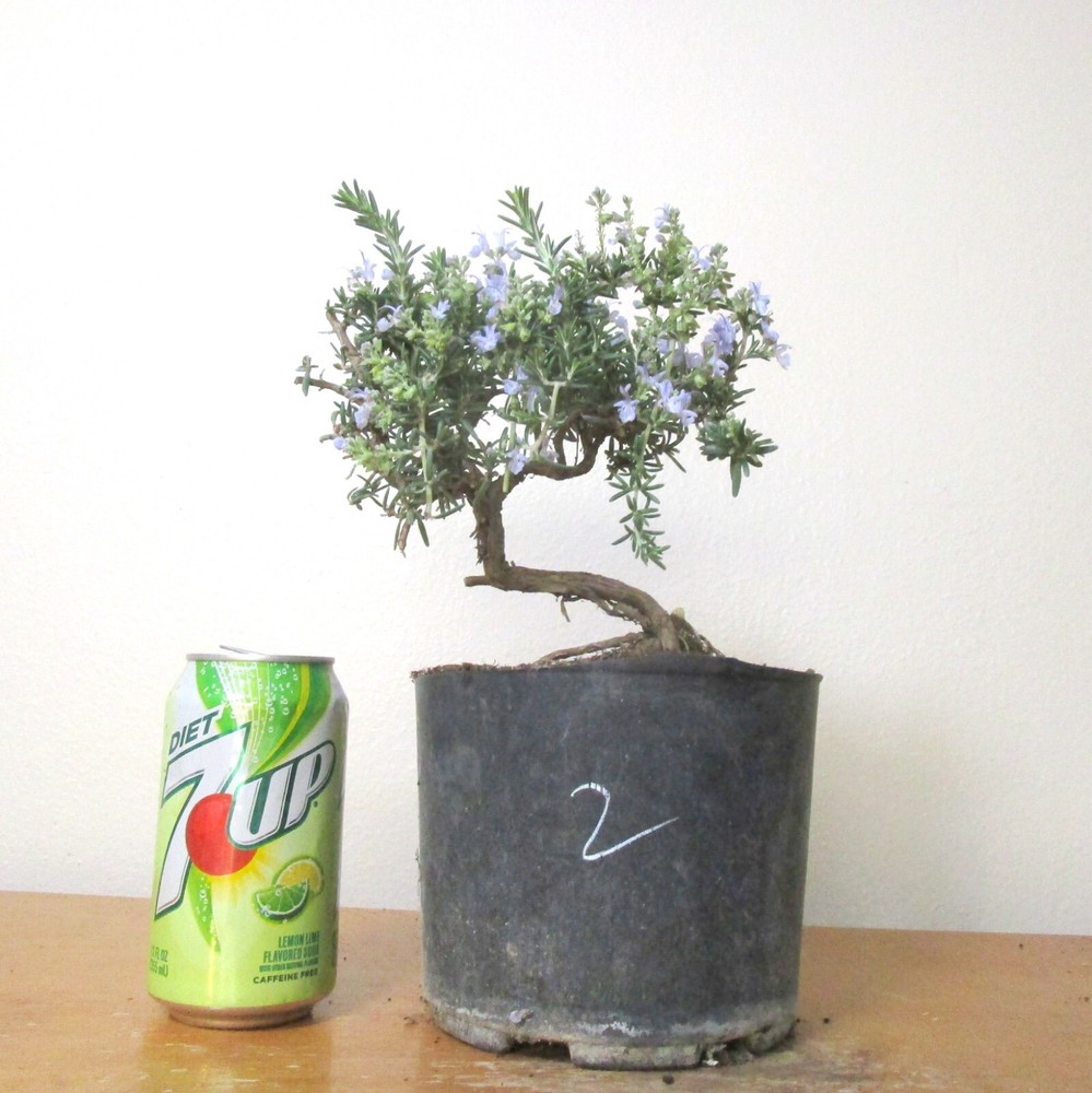 Rosemary tree for unique flowering mame shohin bonsai  #2