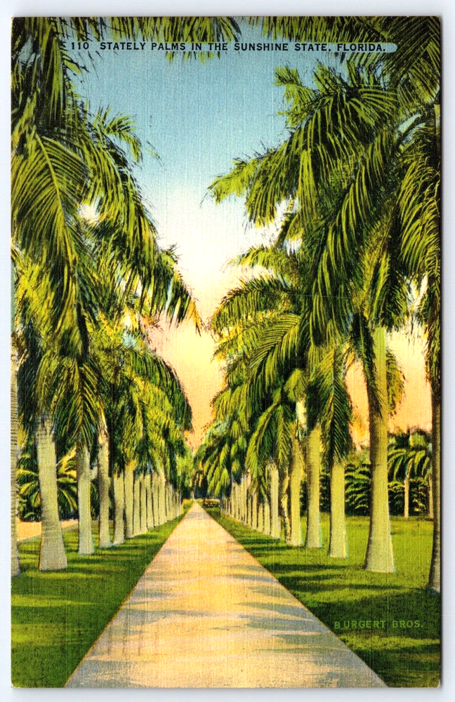 VINTAGE OLD ANTIQUE POSTCARD STATELY PALM TREES SUNSHINE STATE FLORIDA USA